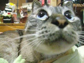 新兵器レンズに鼻チューするジャンくん