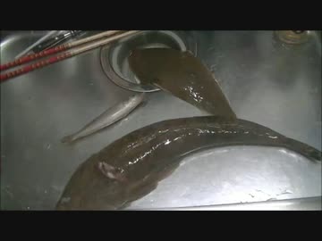 休日は魚釣りに出かけよう Part20