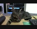 【生後約142日】きょうの仔猫_陸奥’ｓ_Ｂ_鞍馬【蒼民家の猫々】