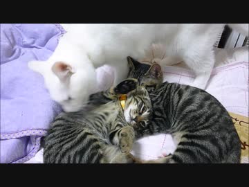 びったんマッサージ店は子猫に不評のようです