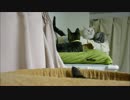 先住喧嘩は子猫も食わない