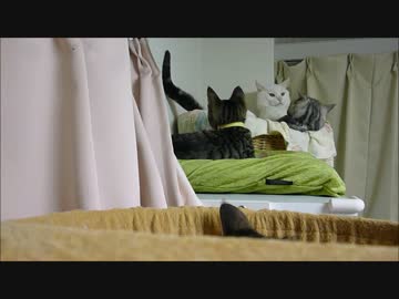 先住喧嘩は子猫も食わない