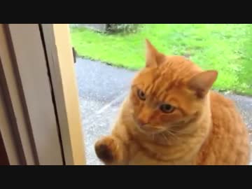 ピンポンを鳴らしてくる猫