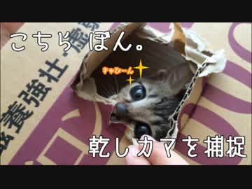 【拾い猫『ぼん』】こちら ぼん。乾しカマを捕捉【！】