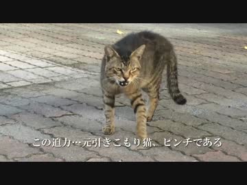 【公園猫戦争】まさかの対決！暴虐の流れキジトラVS元・引きこもり猫