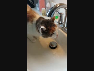 水を飲むのが絶望的にヘタクソな猫
