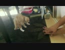 手がモンスターすぎて、MAX威嚇された件【スコ猫みたん】