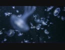 【FullHD】クラゲアンビエンス