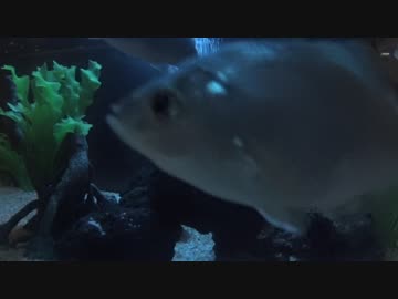 【釣り】釣りへ行こう！part5-3【アウトドア】