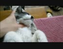 とある田舎の猫事情　～ちびハチ室内遊び編～
