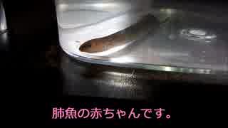 肺魚　レピドシレンパラドクサのナイト　おめめくりくり