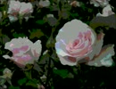 【歌ってみた】薔薇の棺