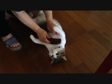 猫という生き方