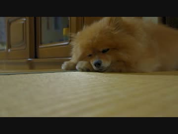 遊び疲れて眠りにつくポメラニアン(長々8分間）