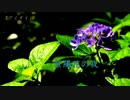 【UTAUカバー】紫陽花の夜【雨歌エル】