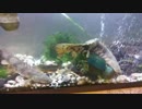 古代魚ポリプテルス・コンギクスが一瞬の早業でマハゼを捕食