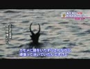 海を泳ぐシカ！？　