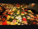 【BGM】 The Sound of Autumn Night  selected by Wu