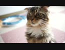 【#293】 わらわら　【猫万歳】