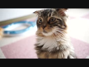 【#293】 わらわら　【猫万歳】