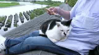 河原の猫と流れる静かな時間【魚くれくれ野良猫】