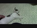 【生後約152日】きょうの仔猫_薩摩’ｓ【蒼民家の猫々】