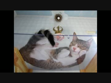 寝てる猫を裏側から見るだけ