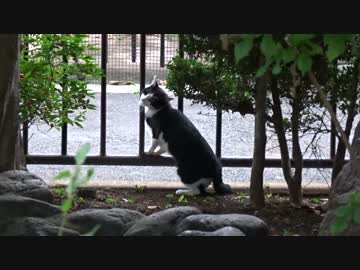 黒覆面メス猫、「もう来ねえよ！」からまさかのポールダンスを披露する