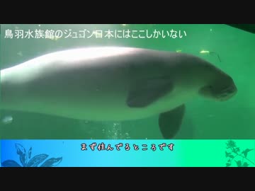 どっちがジュゴンでどっちがマナティ 人魚のモデルになったと言われる海の生き物はどっちも可愛かった