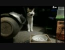 チビさん、最期の夜１（2014.09.11深夜）