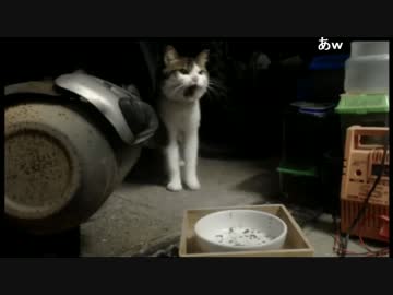 チビさん、最期の夜１（2014.09.11深夜）