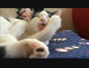 子猫の毛づくろい