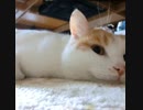 我が家の猫さん(iPhoneから)