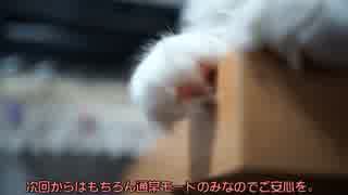 【#294】 カメラのモード　【猫万歳】