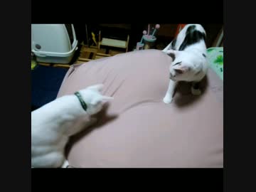 人間がﾀﾞﾒになるｸｯｼｮﾝでやる気を出すぬこ