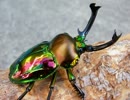 カブトムシ　歌ってみたん