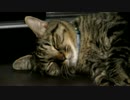 きょうの比叡【蒼民家の猫々】