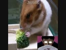 碇ゲンドウがハムスターを飼ったら言いそうなセリフ