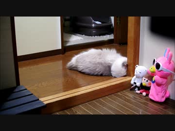 猫がひまをつぶしている