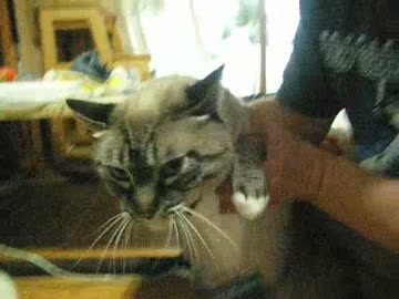 ジャンくんの家猫生活２年９ヶ月ダッコまであとちょっと？