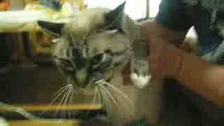 ジャンくんの家猫生活２年９ヶ月ダッコまであとちょっと？