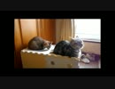 【ねこさんと暮らす】バウと遊びたい