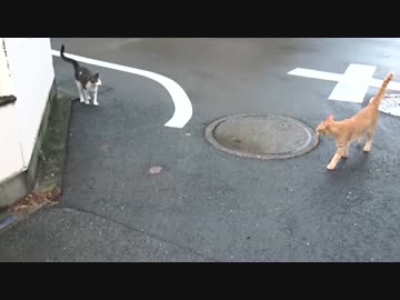 超人懐こい野良猫二匹と一緒に散歩をしてみた