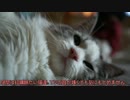 【#295】 居眠りのん太/おやつとサニー　【猫万歳】
