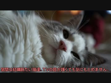 【#295】 居眠りのん太/おやつとサニー　【猫万歳】