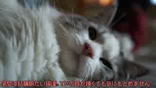 【#295】 居眠りのん太/おやつとサニー　【猫万歳】
