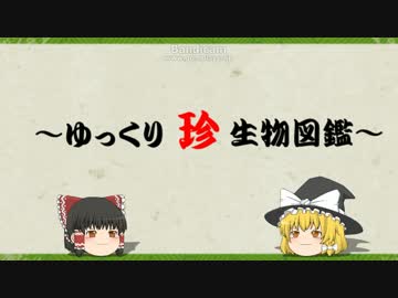 ～ゆっくり　珍　生物図鑑～　第1回　アードウルフ