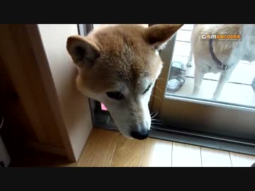 雷が怖くて家に入ろうとする犬達　柴犬ごんべぇ