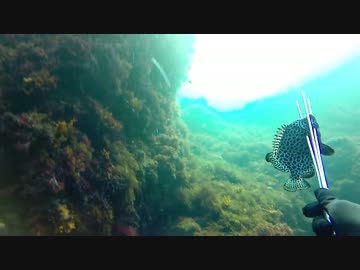 【アウトドア】式根島でモリ突き＆キャンプ Part3【自然】