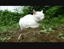 とある田舎の猫事情　～寝起きドッキリ編３～